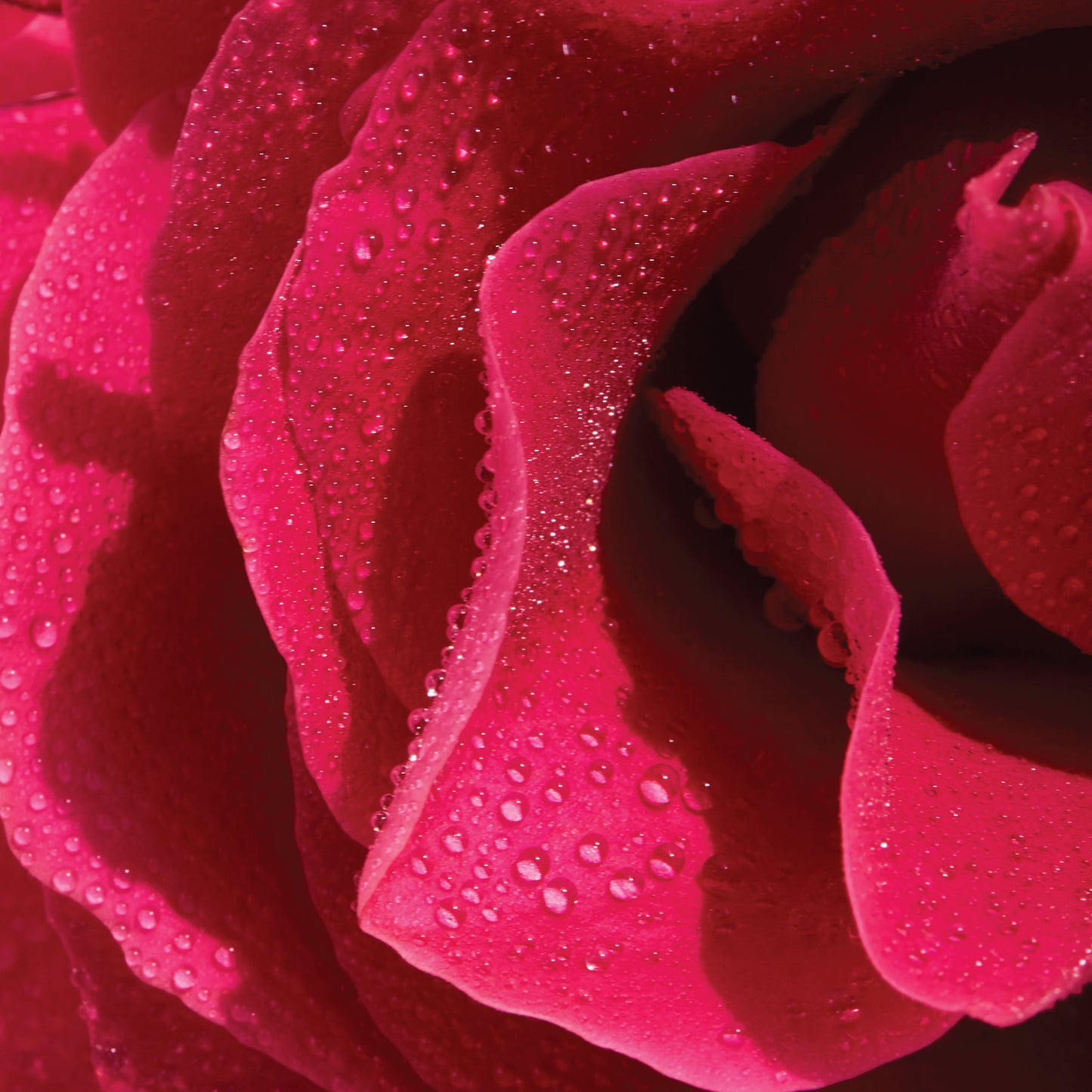 A red rose.
